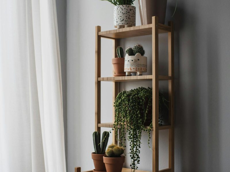 Shelves for plant collectors: practical and beautiful