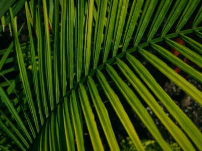 Mature apartment plant collection developed over many years