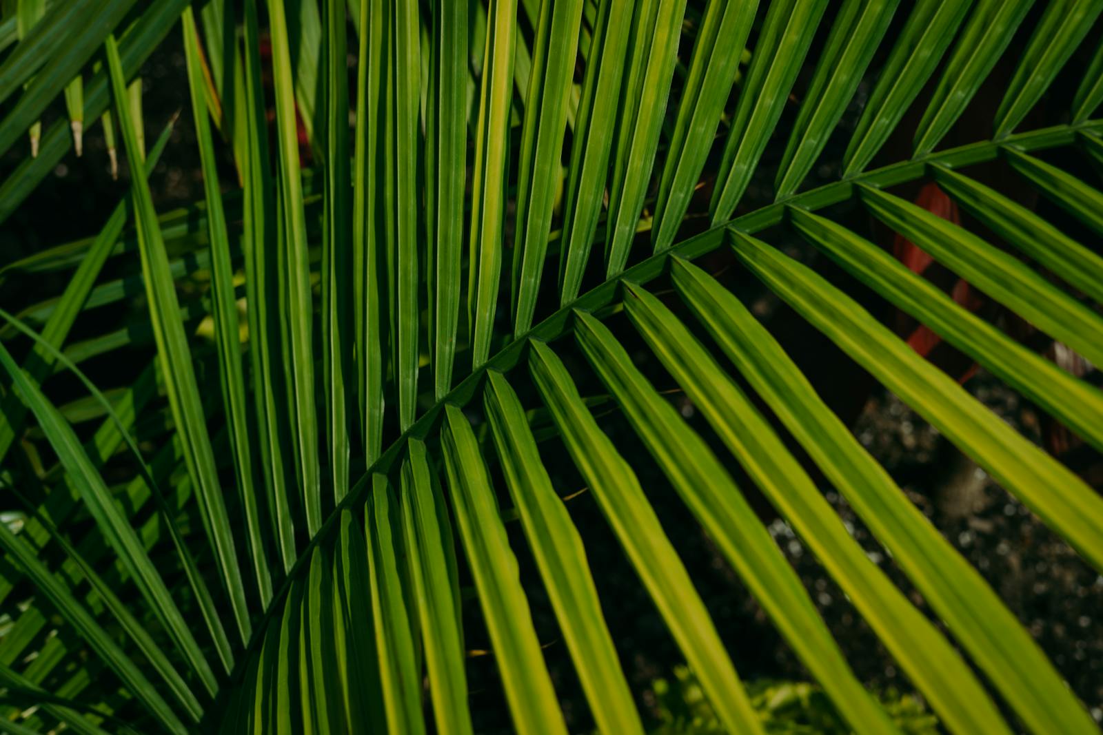 Apartment jungle: ten years of slow building