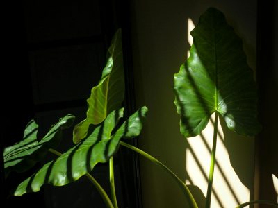 Calm dedicated plant room with multiple foliage species