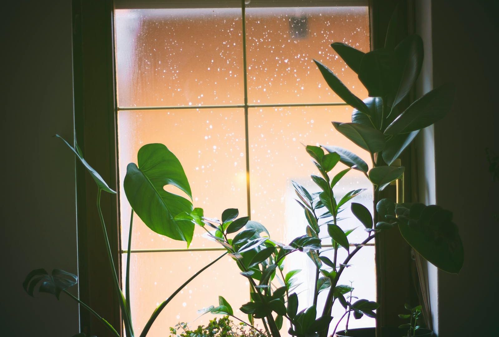 Small-space plant styling: an honest guide