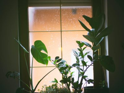 Plants beautifully arranged in a small apartment space