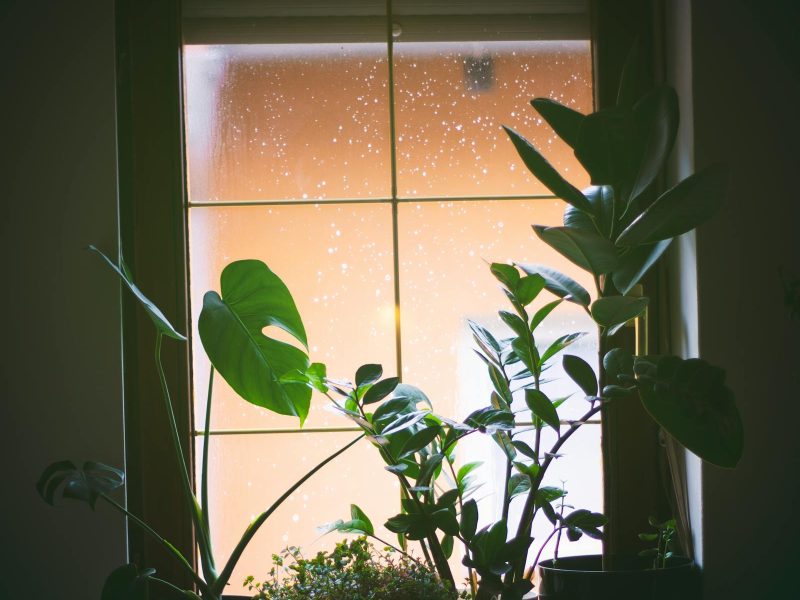 Small-space plant styling: an honest guide