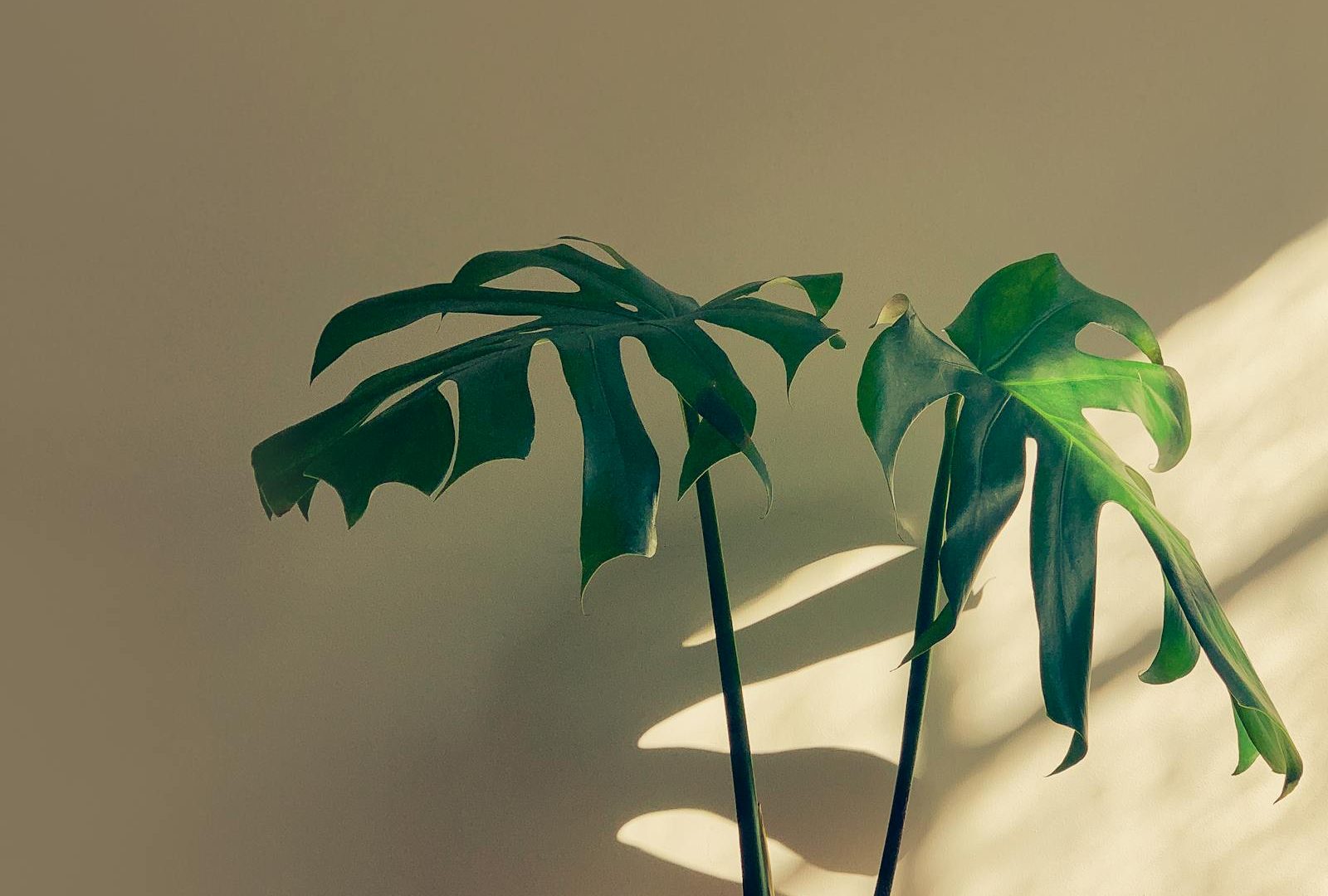Why one beautiful plant beats five mediocre ones