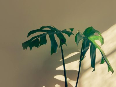 A single dramatic specimen plant displayed in a room