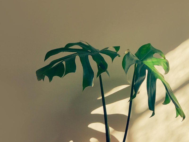 Why one beautiful plant beats five mediocre ones