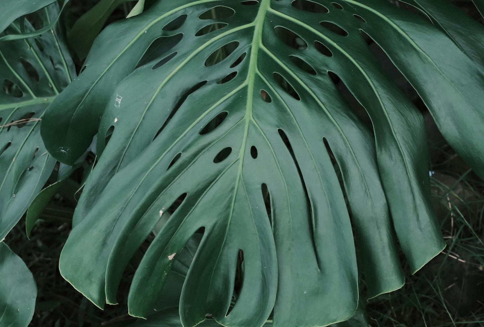 Light direction: the invisible variable in plant styling
