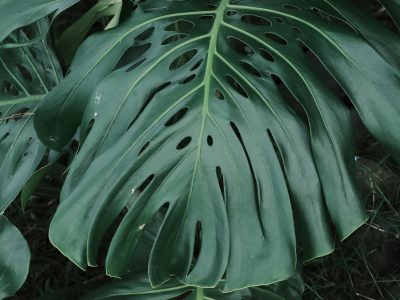 Soft directional natural light falling on houseplants