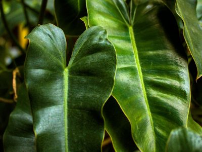 Plants integrated naturally with furniture in a living room