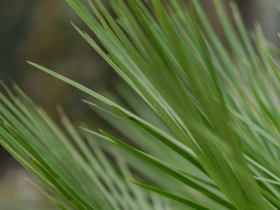 Plants distributed throughout a home versus concentrated