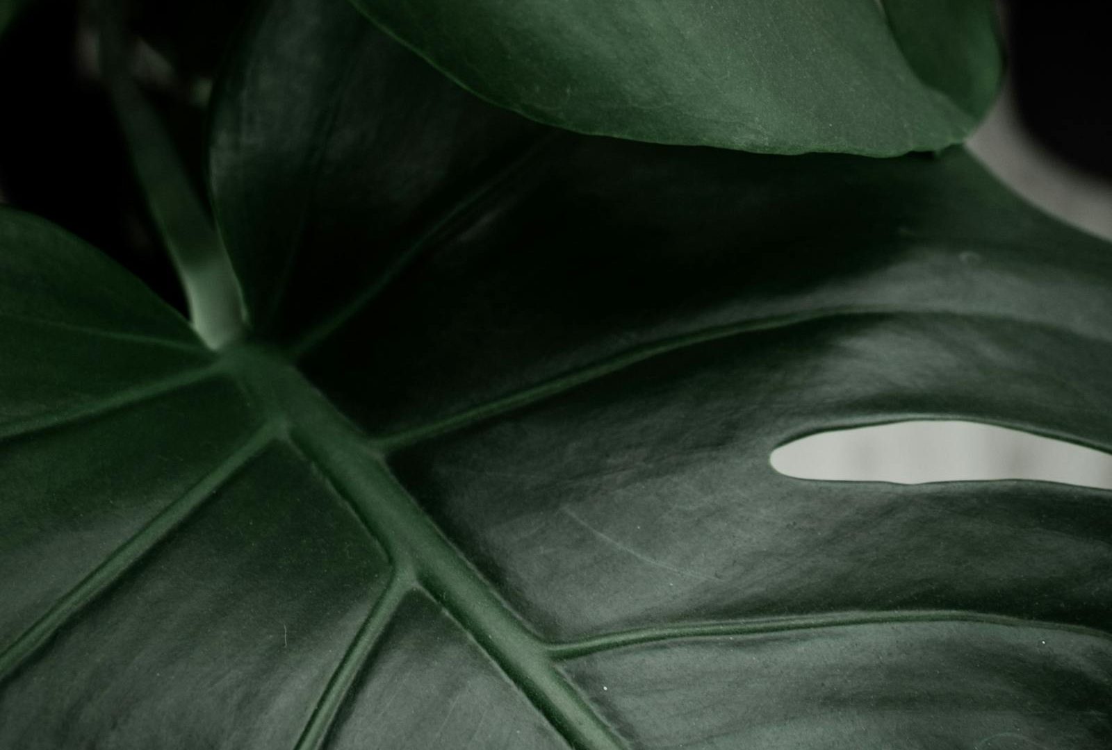 The art of restraint in plant styling