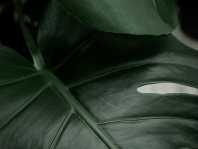 Minimalist plant styling with intentional restraint