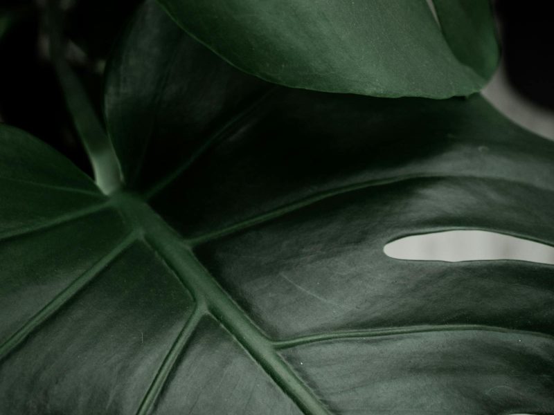 The art of restraint in plant styling