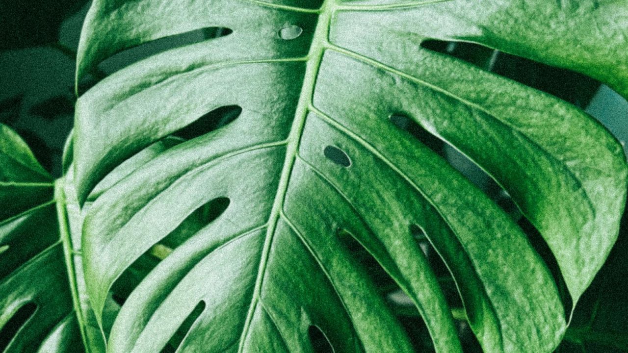 Styling rare plants without making them the centerpiece