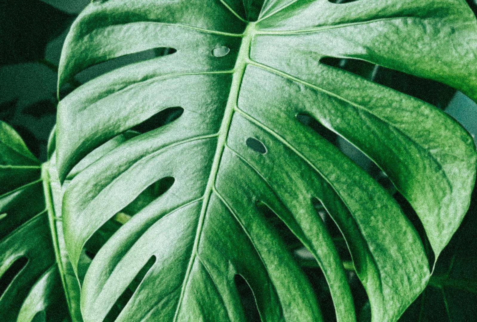Styling rare plants without making them the centerpiece