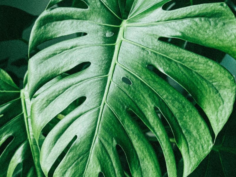 Styling rare plants without making them the centerpiece