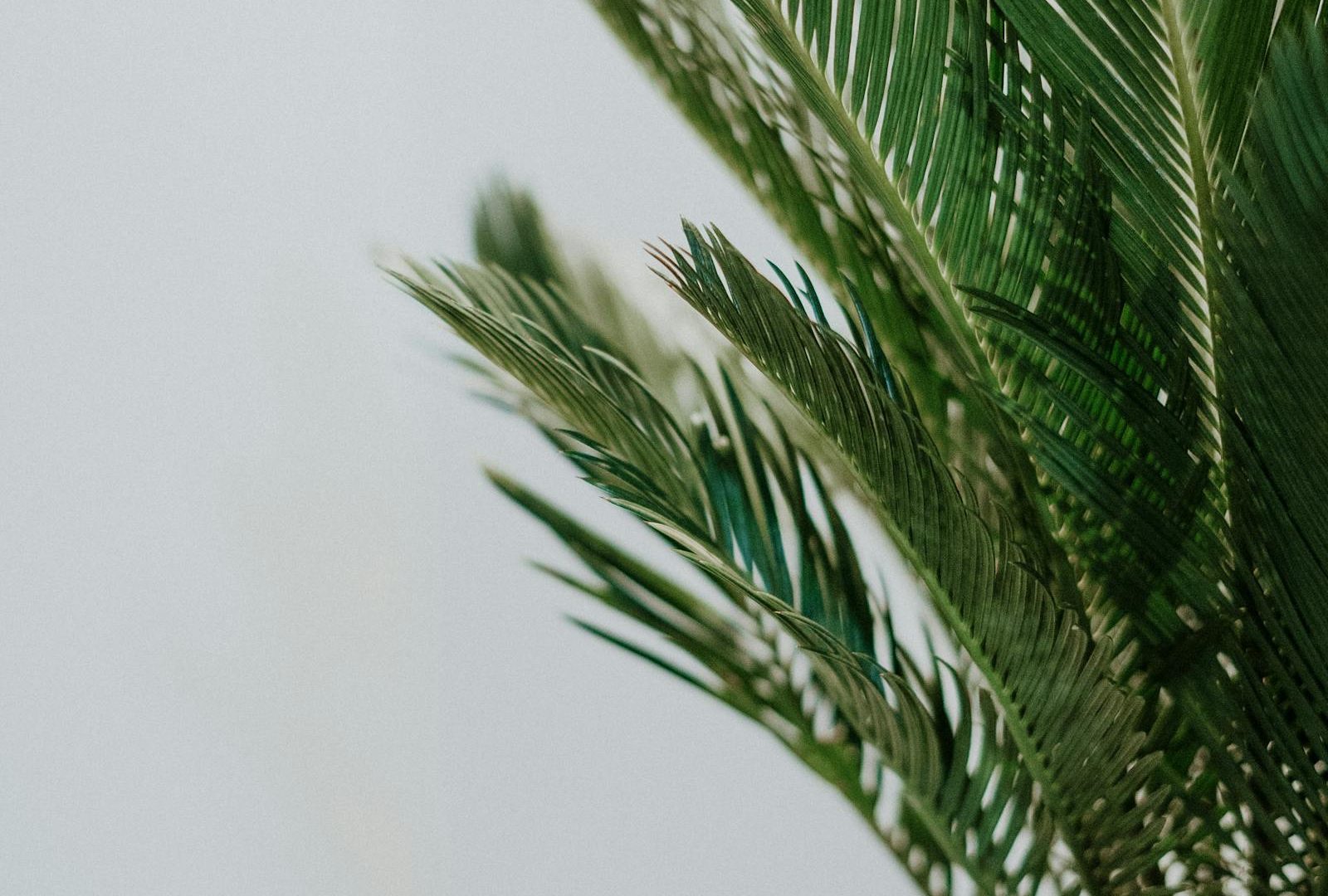 The slow aesthetic: a plant home that ages with you