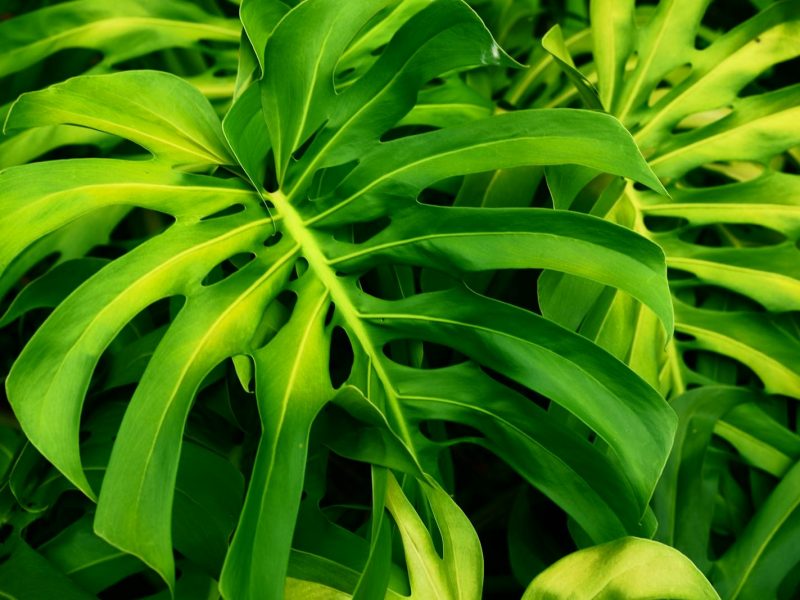 The slow ritual of Sunday plant rounds