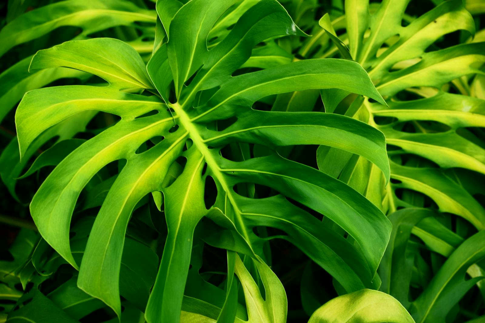 The slow ritual of Sunday plant rounds