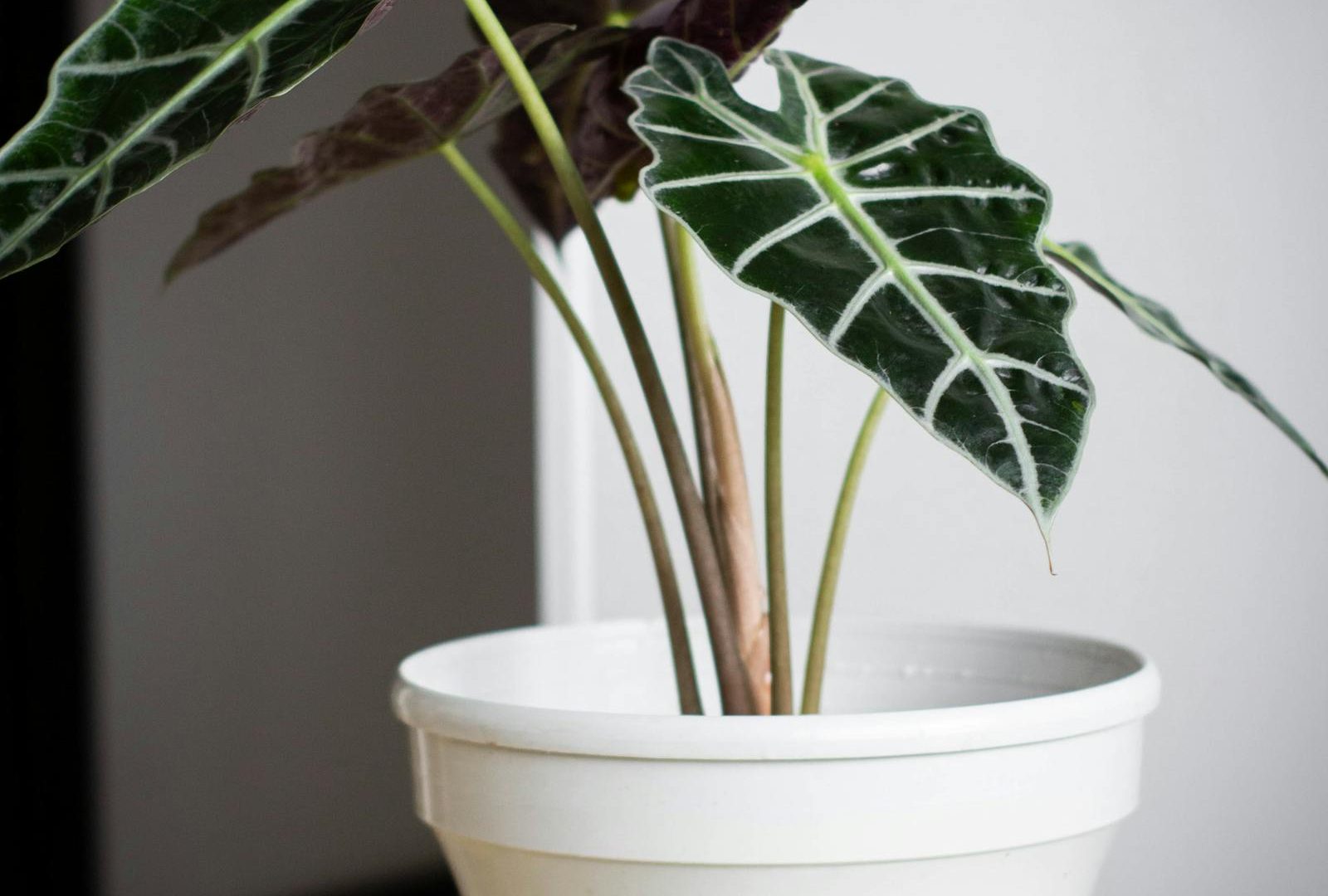 A morning routine for the indoor jungle