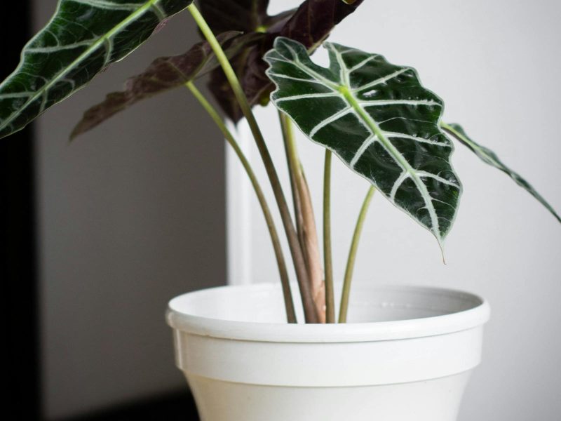 A morning routine for the indoor jungle