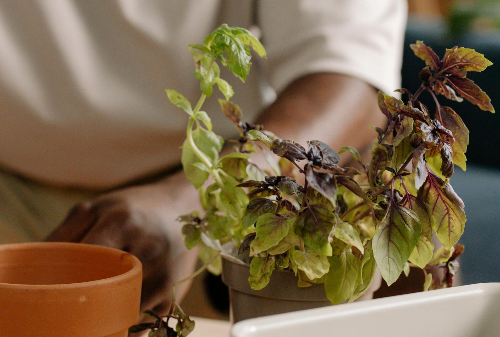 Plant maintenance as a quiet hobby