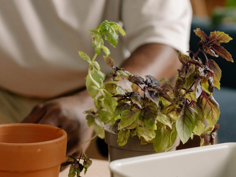 Plant maintenance as a quiet hobby