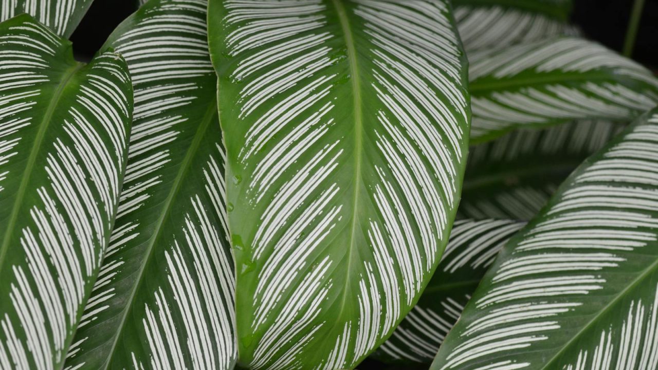 The mindful side of repotting