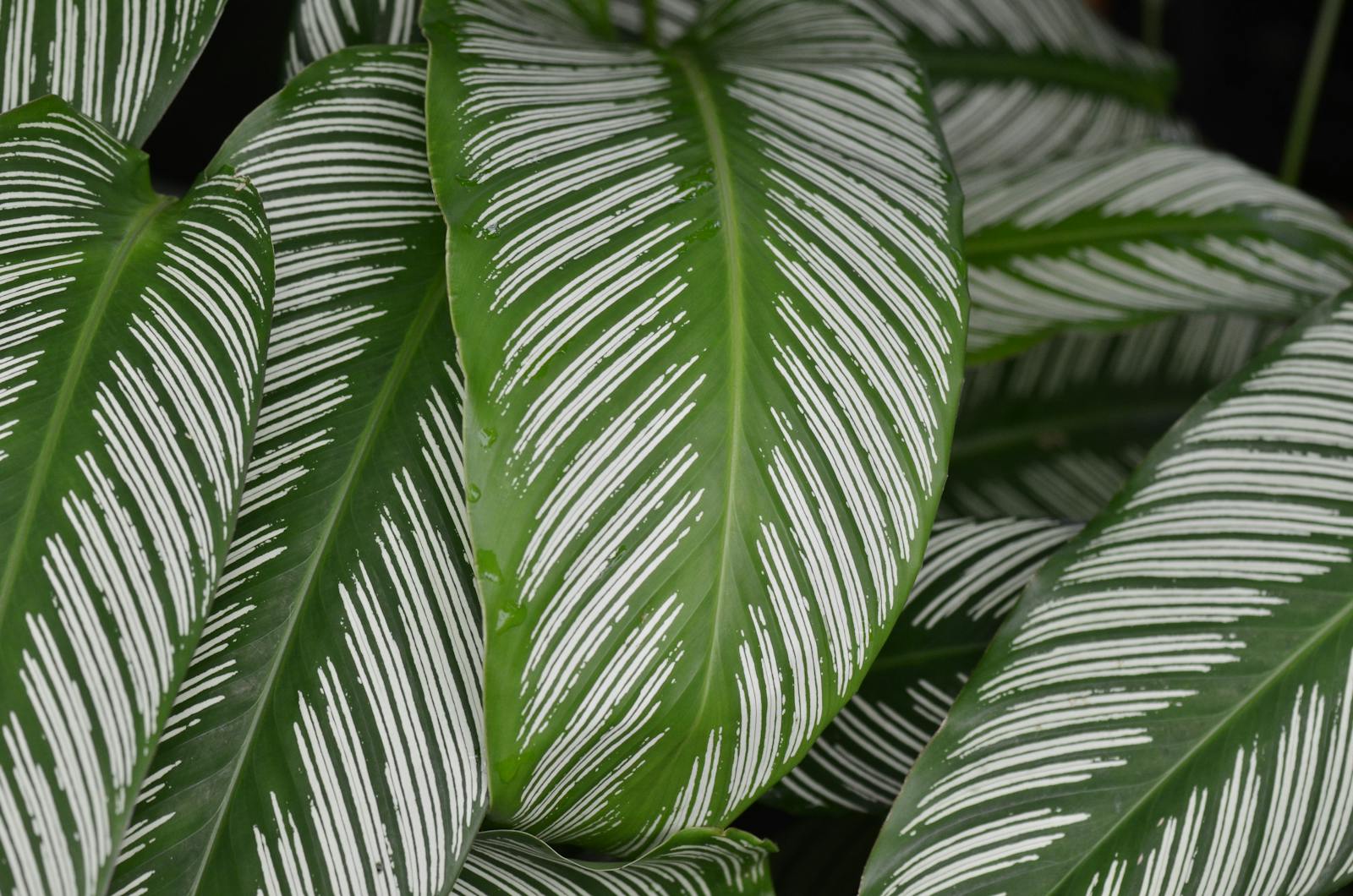 The mindful side of repotting