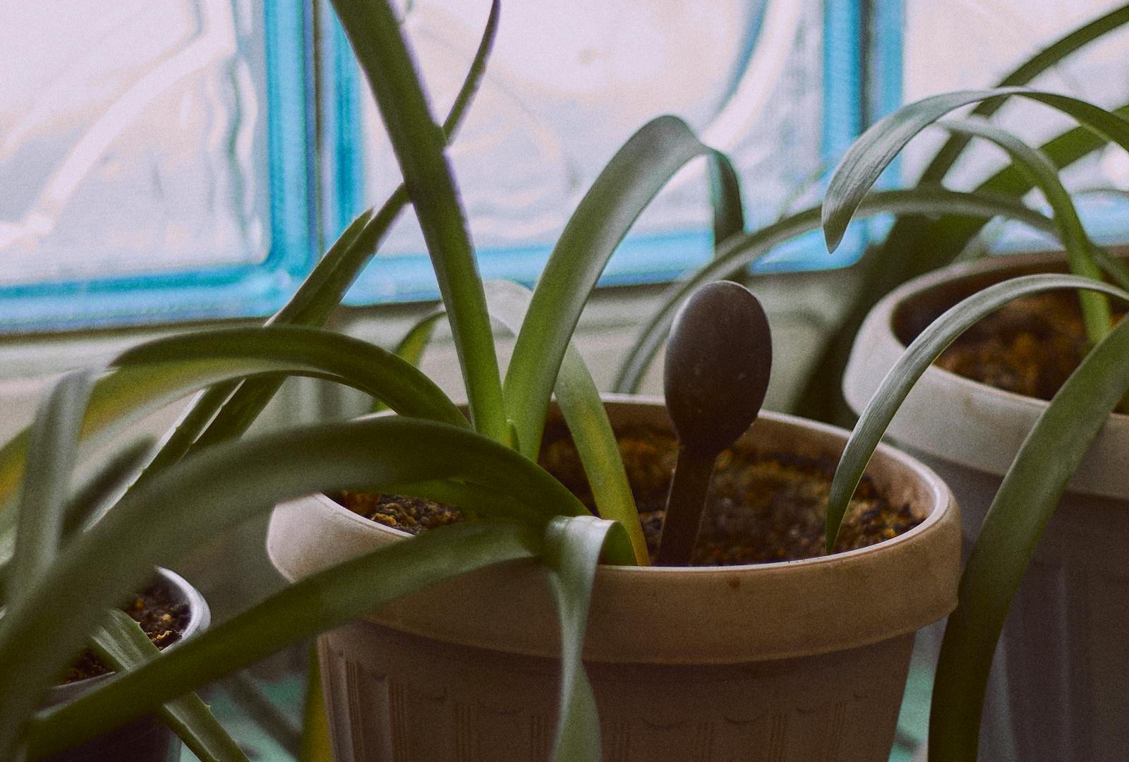 Plant photography as observation