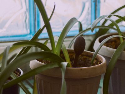 Close-up photography of a houseplant in observation