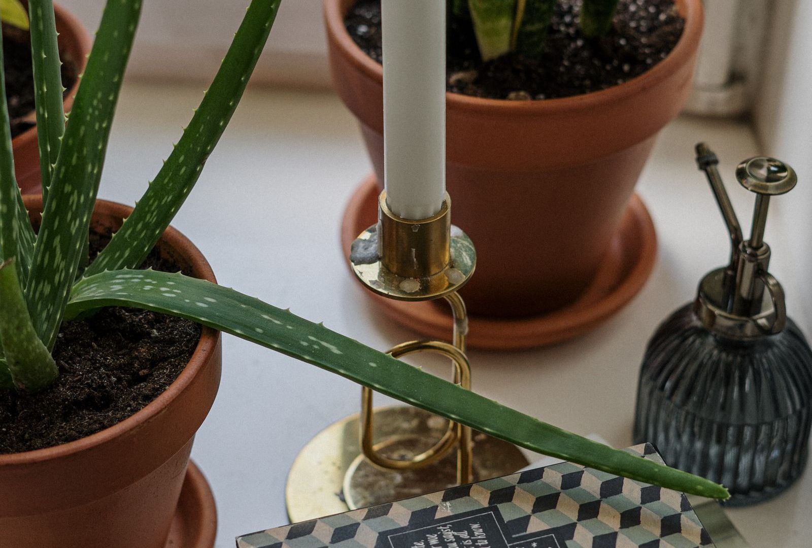 Reading the room: how plants change a home