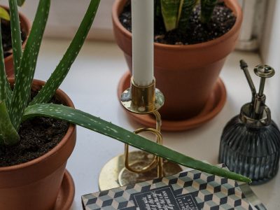 A home visibly transformed by living houseplants