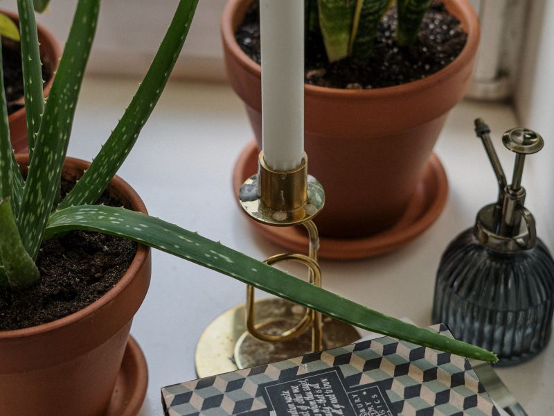 Reading the room: how plants change a home