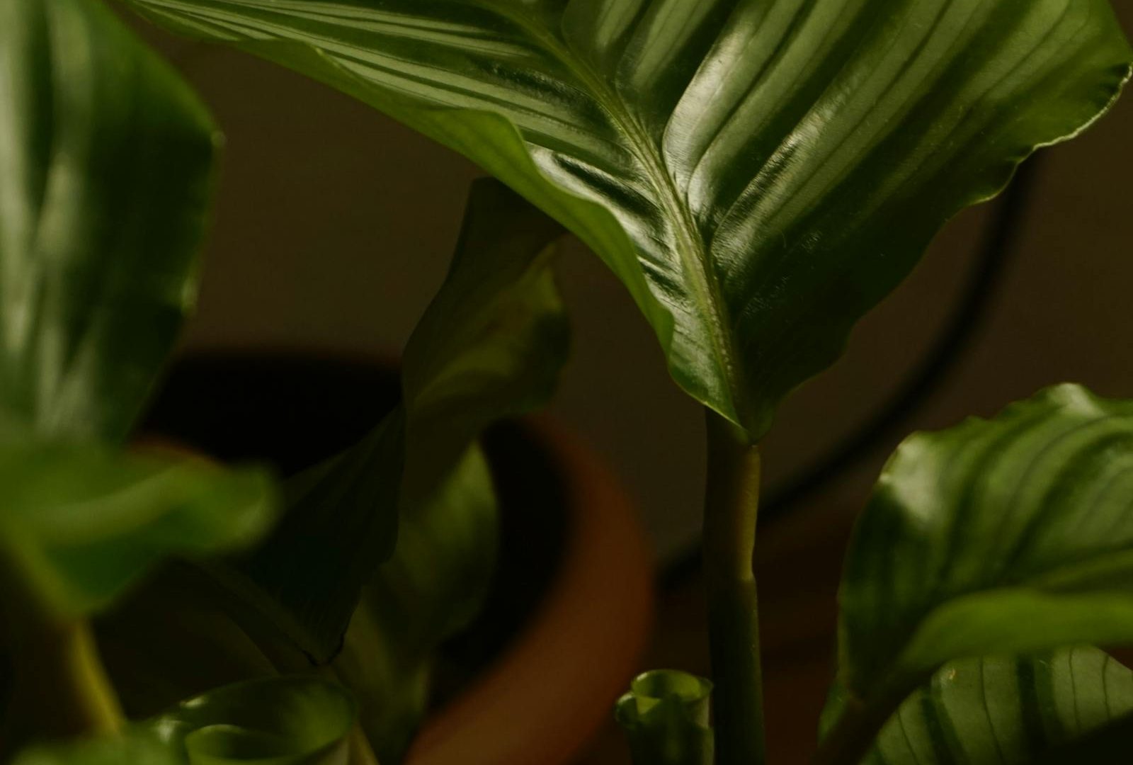 The plants I have killed, and what they taught me