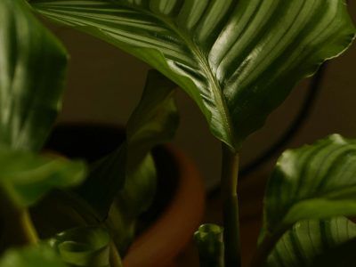 Dying houseplant being thoughtfully prepared for replacement