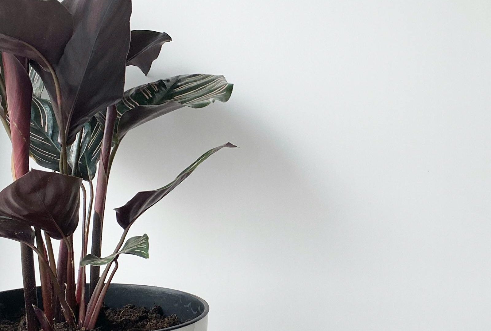 The slow build of a houseplant practice