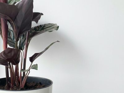 Mature houseplant collection that took years to develop