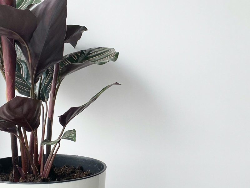 The slow build of a houseplant practice