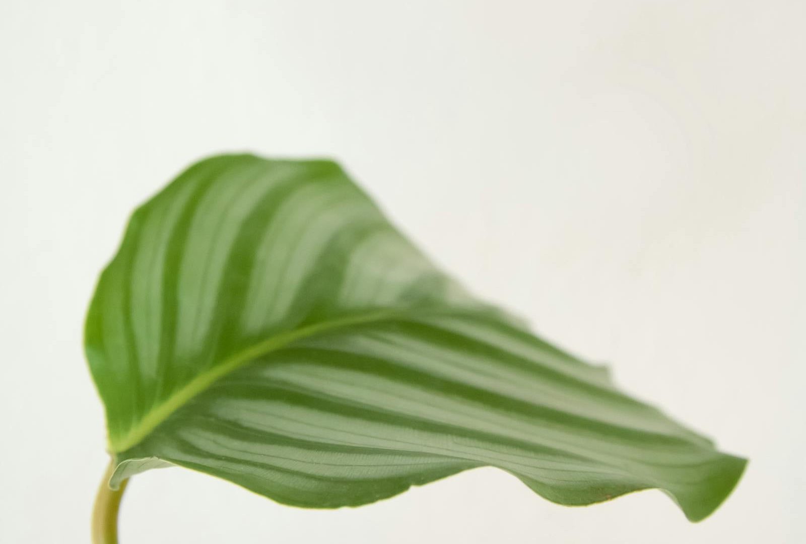 Why we resist optimization in plant care