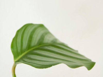 Plant being tended gently without forcing growth