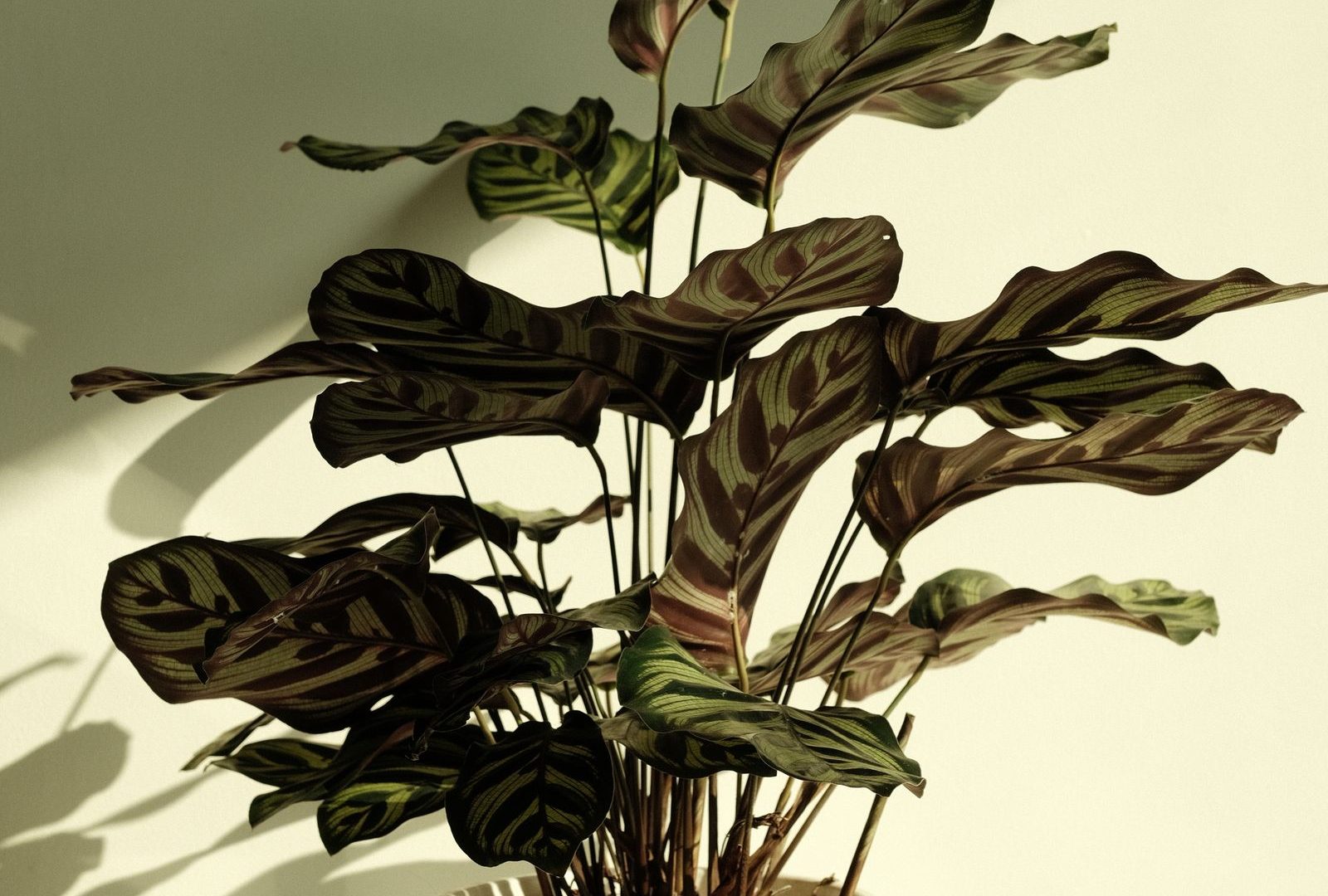A year of plant journaling: what changed