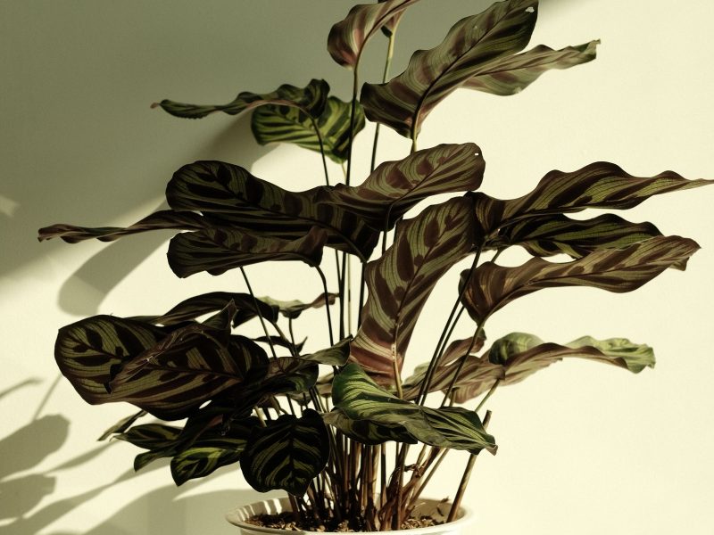 A year of plant journaling: what changed