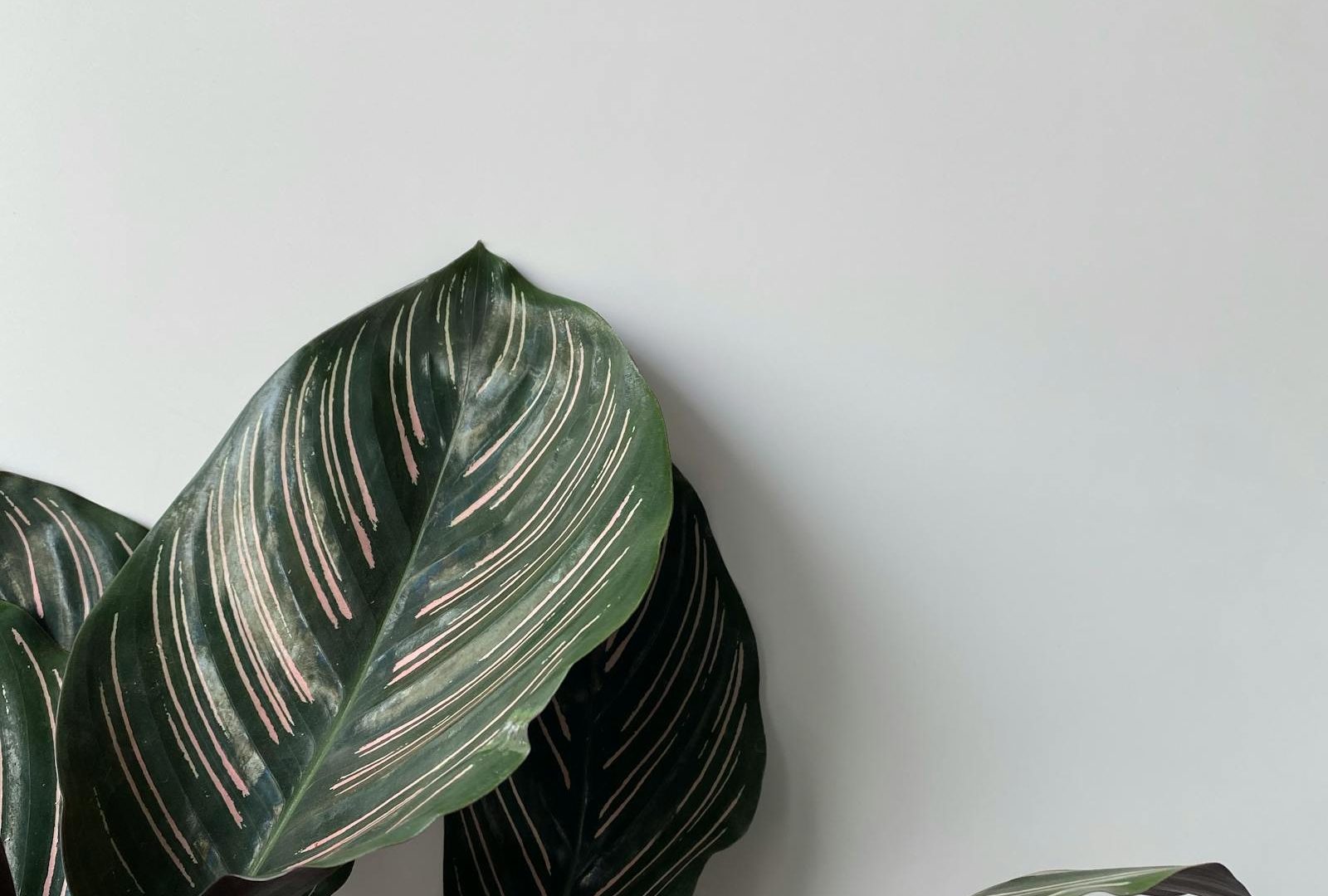 The case for fewer plants, kept better