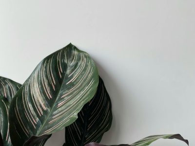 A small curated plant collection in a calm room