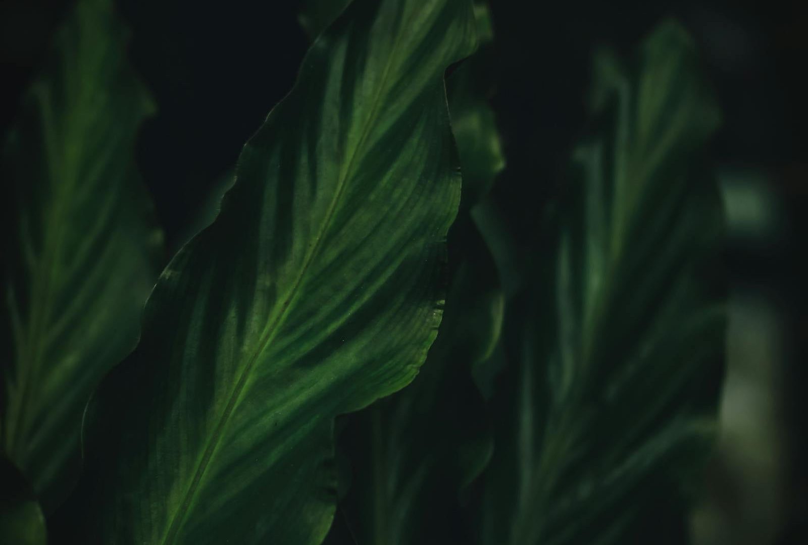 Winter wellness with houseplants