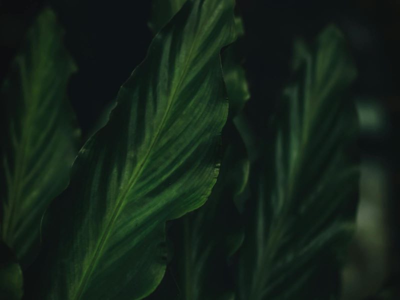 Winter wellness with houseplants