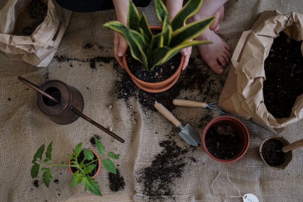 Rare houseplants on an apartment shelf in soft natural light