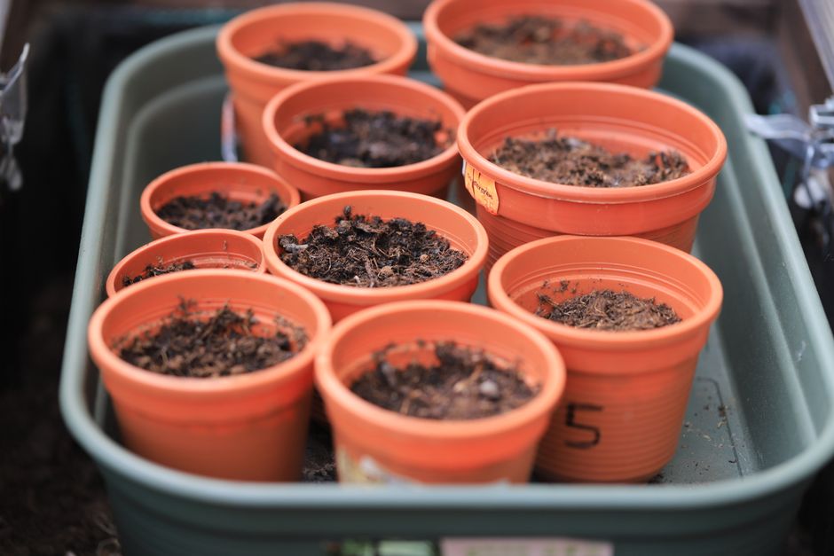 Orange plant pots filled with soil, ready for planting in a gardening setup.