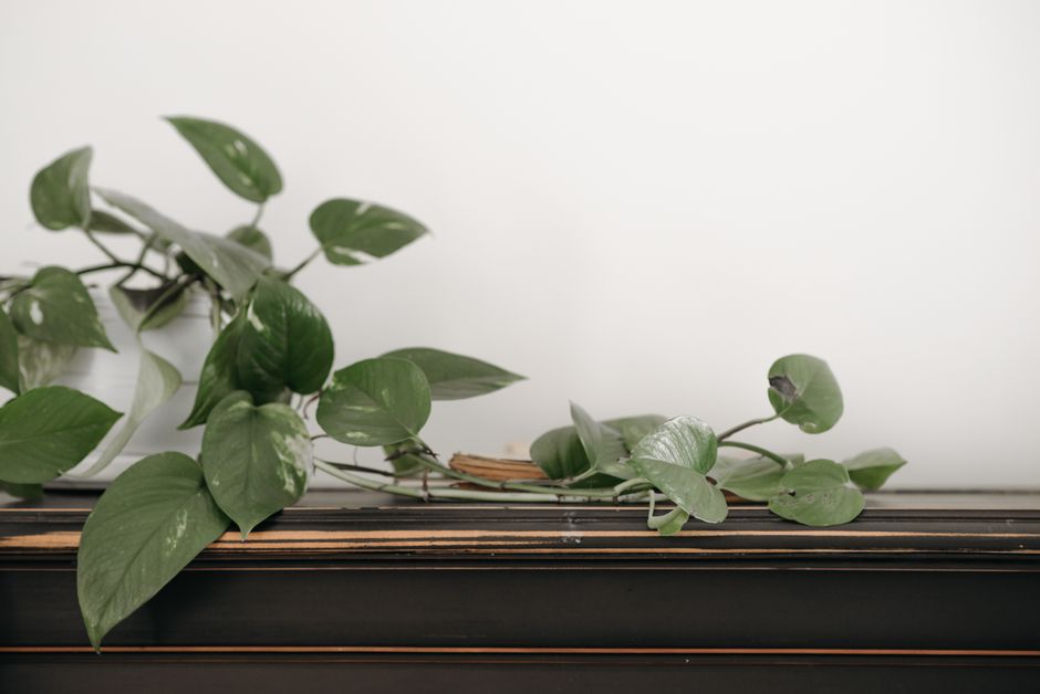 A vibrant climbing plant with green leaves cascading over a wooden surface, ideal for indoor decor inspiration.